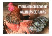 Fernando Criador de Galinhas de Raças 