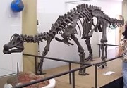 Museu de História Natural de Taubaté em Taubaté