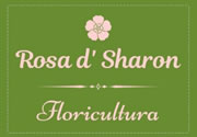 Rosa D' Sharon Floricultura